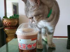 -喜茶(佛山顺德大良东乐路店)