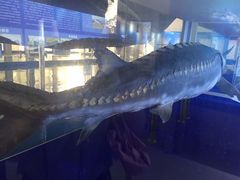 -上海海洋大学鱼文化博物馆(军工路校区)