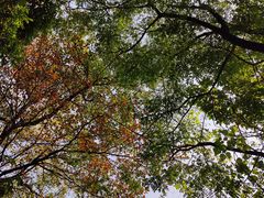 -中国科学院华南植物园