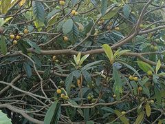 -白塘生态植物园