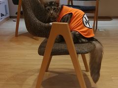 -Pets First伊珊娜洗护·精致美容·家庭式寄养(新会路店)