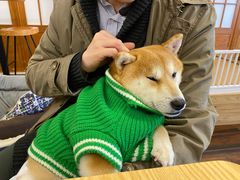 -豆柴町-柴犬主题狗咖(红鼎国际C座店)