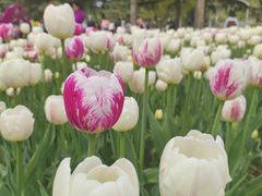 -洛阳郁金香牡丹园