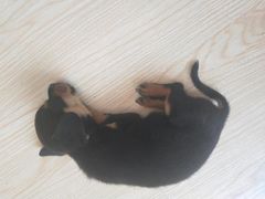 -宠爱国际动物医院· 猫科· 外科·中兽医(长白店)