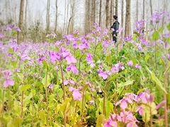 -合肥滨湖国家森林公园