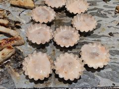 -八乔煎肉馆·丹东特色煎锅(梅林店)
