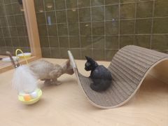 -帕帕拉兹宠物(亚洲旗舰店)