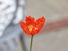 -索尔万