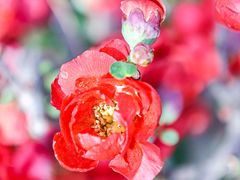 -海棠花溪(元大都城垣遗址公园)