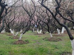 -南京古林公园