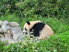 -卧龙中华大熊猫苑神树坪基地