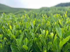 -龙坞茶村