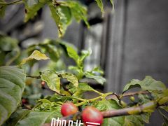 -Torch Coffee 炬点咖啡