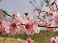 -白水寺森林公园