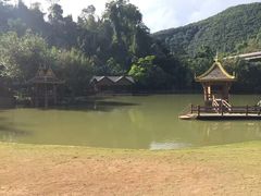 -西双版纳原始森林公园