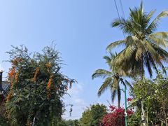 -西双版纳傣族园