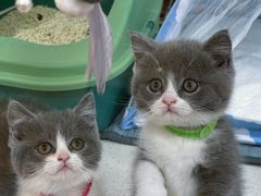 -糯米喵星人总部直营旗舰店·猫舍·幼猫出售