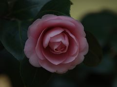 -杭州植物园