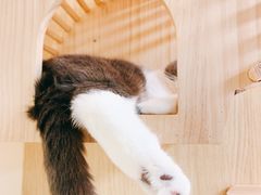 -猫和宫(六道口店)