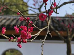 -无锡梅园公园