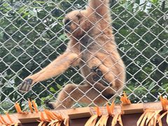 -合肥野生动物园
