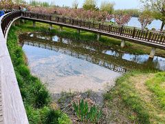 -羊亭河湿地公园