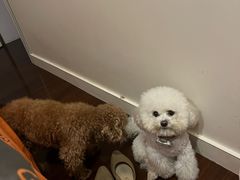 -顺强宠物诊所·狂犬免疫·夜诊·骨科(嘉定店)