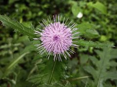 -上海佘山国家森林公园天马山园