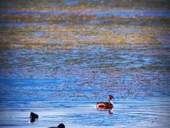 -野鸭湖国家湿地公园