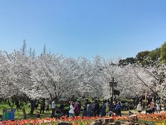 -苏州上方山国家森林公园