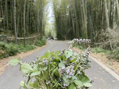 -缙云山景区