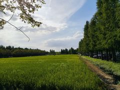 -广富林郊野公园