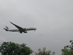 -空港花田景区
