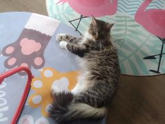 -东方名猫馆·英短金渐层布偶猫舍(环线广场1号楼店)