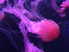 -成都浩海立方海洋公园