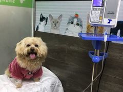 -爱侣宠医·鹦鹉专科·小型哺乳类·异宠专科(灵石路店)