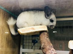 -藦茜花园宠物主题亲子互动体验馆(国顺东路店)