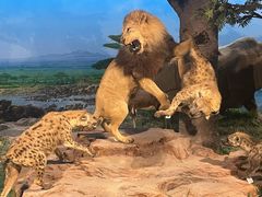 -国家自然博物馆