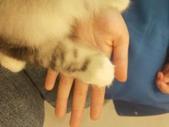 -飞行喵MR PILOT|猫舍·猫咖(静安大融城店)