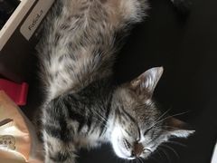 -艾吉宠物医院·疑难杂症转诊中心·猫友好(碧江路院)