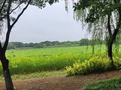 -绍兴镜湖国家城市湿地公园