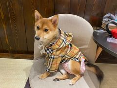 -逗柴咖啡屋·狗咖猫咖宠物桌游