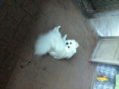 android_upload_pic-宏光宠物医院(解放东路店)