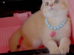 -翊宠yipet猫狗购宠庄园犬舍•猫舍