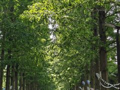 -黄海国家森林公园