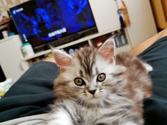 -北京赛佳动物医院