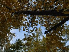 -三里屯东五街银杏大道