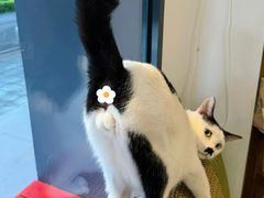 -御宝贝·A梦猫科宠物医院(国际猫友好医院)