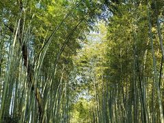 -西湖风景区十里琅珰-五云山