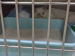 -仁华宠物医院(青羊店)